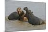 Two Hippopotami Fighting in Water-Arthur Morris-Mounted Photographic Print