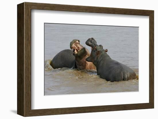 Two Hippopotami Fighting in Water-Arthur Morris-Framed Photographic Print