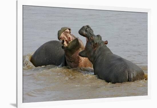 Two Hippopotami Fighting in Water-Arthur Morris-Framed Photographic Print