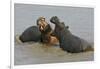 Two Hippopotami Fighting in Water-Arthur Morris-Framed Photographic Print