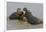 Two Hippopotami Fighting in Water-Arthur Morris-Framed Photographic Print