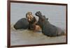 Two Hippopotami Fighting in Water-Arthur Morris-Framed Photographic Print