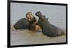 Two Hippopotami Fighting in Water-Arthur Morris-Framed Photographic Print