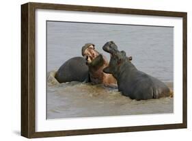 Two Hippopotami Fighting in Water-Arthur Morris-Framed Photographic Print