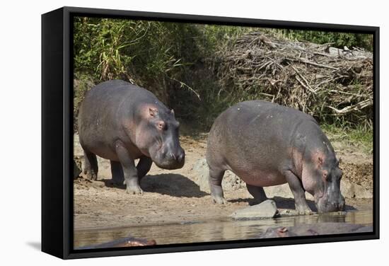 Two Hippopotamus (Hippopotamus Amphibius) Returning to the Water-James Hager-Framed Stretched Canvas