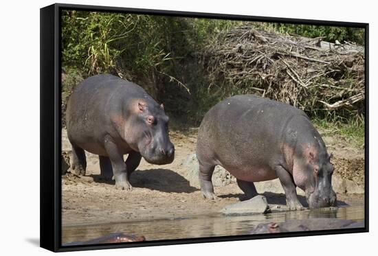Two Hippopotamus (Hippopotamus Amphibius) Returning to the Water-James Hager-Framed Stretched Canvas