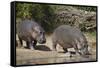 Two Hippopotamus (Hippopotamus Amphibius) Returning to the Water-James Hager-Framed Stretched Canvas