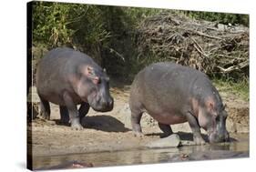 Two Hippopotamus (Hippopotamus Amphibius) Returning to the Water-James Hager-Stretched Canvas