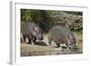 Two Hippopotamus (Hippopotamus Amphibius) Returning to the Water-James Hager-Framed Photographic Print