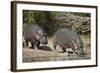 Two Hippopotamus (Hippopotamus Amphibius) Returning to the Water-James Hager-Framed Photographic Print