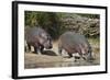 Two Hippopotamus (Hippopotamus Amphibius) Returning to the Water-James Hager-Framed Photographic Print