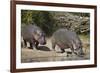 Two Hippopotamus (Hippopotamus Amphibius) Returning to the Water-James Hager-Framed Photographic Print