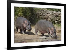 Two Hippopotamus (Hippopotamus Amphibius) Returning to the Water-James Hager-Framed Photographic Print