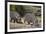 Two Hippopotamus (Hippopotamus Amphibius) Returning to the Water-James Hager-Framed Photographic Print