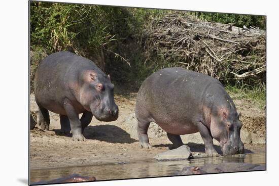 Two Hippopotamus (Hippopotamus Amphibius) Returning to the Water-James Hager-Mounted Photographic Print