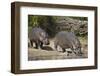 Two Hippopotamus (Hippopotamus Amphibius) Returning to the Water-James Hager-Framed Photographic Print