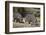 Two Hippopotamus (Hippopotamus Amphibius) Returning to the Water-James Hager-Framed Photographic Print