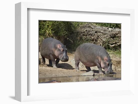 Two Hippopotamus (Hippopotamus Amphibius) Returning to the Water-James Hager-Framed Photographic Print