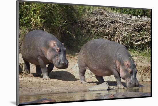 Two Hippopotamus (Hippopotamus Amphibius) Returning to the Water-James Hager-Mounted Photographic Print