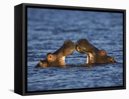 Two Hippopotamus Play Fighting, Chobe National Park, Botswana-Tony Heald-Framed Stretched Canvas