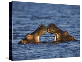 Two Hippopotamus Play Fighting, Chobe National Park, Botswana-Tony Heald-Stretched Canvas