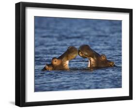 Two Hippopotamus Play Fighting, Chobe National Park, Botswana-Tony Heald-Framed Photographic Print