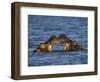 Two Hippopotamus Play Fighting, Chobe National Park, Botswana-Tony Heald-Framed Photographic Print