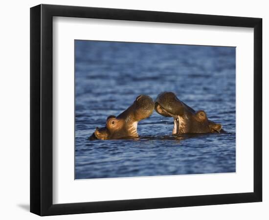 Two Hippopotamus Play Fighting, Chobe National Park, Botswana-Tony Heald-Framed Photographic Print