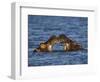 Two Hippopotamus Play Fighting, Chobe National Park, Botswana-Tony Heald-Framed Photographic Print