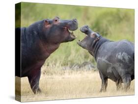 Two Hippopotamuses Sparring in a Forest, Ngorongoro Crater, Ngorongoro, Tanzania-null-Stretched Canvas