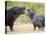 Two Hippopotamuses Sparring in a Forest, Ngorongoro Crater, Ngorongoro, Tanzania-null-Stretched Canvas