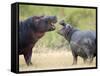 Two Hippopotamuses Sparring in a Forest, Ngorongoro Crater, Ngorongoro, Tanzania-null-Framed Stretched Canvas