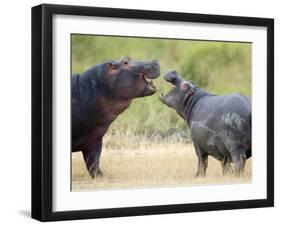 Two Hippopotamuses Sparring in a Forest, Ngorongoro Crater, Ngorongoro, Tanzania-null-Framed Photographic Print