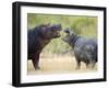 Two Hippopotamuses Sparring in a Forest, Ngorongoro Crater, Ngorongoro, Tanzania-null-Framed Photographic Print