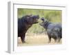 Two Hippopotamuses Sparring in a Forest, Ngorongoro Crater, Ngorongoro, Tanzania-null-Framed Photographic Print