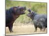 Two Hippopotamuses Sparring in a Forest, Ngorongoro Crater, Ngorongoro, Tanzania-null-Mounted Photographic Print