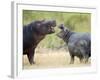 Two Hippopotamuses Sparring in a Forest, Ngorongoro Crater, Ngorongoro, Tanzania-null-Framed Photographic Print