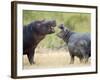 Two Hippopotamuses Sparring in a Forest, Ngorongoro Crater, Ngorongoro, Tanzania-null-Framed Photographic Print