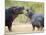 Two Hippopotamuses Sparring in a Forest, Ngorongoro Crater, Ngorongoro, Tanzania-null-Mounted Photographic Print