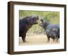 Two Hippopotamuses Sparring in a Forest, Ngorongoro Crater, Ngorongoro, Tanzania-null-Framed Photographic Print