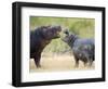 Two Hippopotamuses Sparring in a Forest, Ngorongoro Crater, Ngorongoro, Tanzania-null-Framed Photographic Print