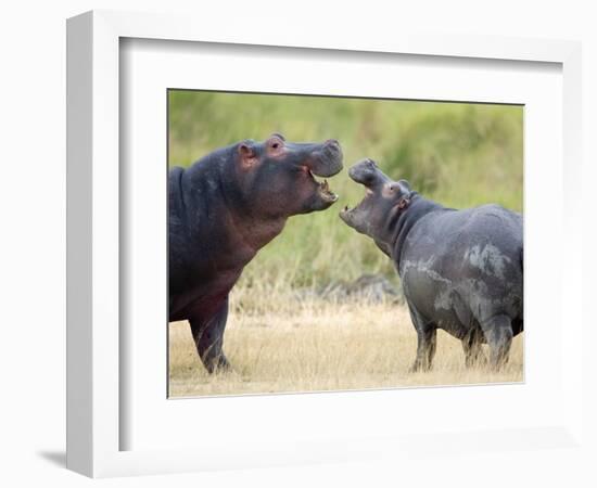 Two Hippopotamuses Sparring in a Forest, Ngorongoro Crater, Ngorongoro, Tanzania-null-Framed Photographic Print