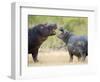 Two Hippopotamuses Sparring in a Forest, Ngorongoro Crater, Ngorongoro, Tanzania-null-Framed Photographic Print