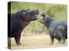 Two Hippopotamuses Sparring in a Forest, Ngorongoro Crater, Ngorongoro, Tanzania-null-Stretched Canvas