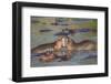 Two Hippos Fighting in Foreground of Mostly Submerged Hippos in Pool-James Heupel-Framed Photographic Print