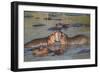 Two Hippos Fighting in Foreground of Mostly Submerged Hippos in Pool-James Heupel-Framed Photographic Print