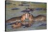 Two Hippos Fighting in Foreground of Mostly Submerged Hippos in Pool-James Heupel-Stretched Canvas