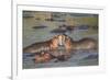 Two Hippos Fighting in Foreground of Mostly Submerged Hippos in Pool-James Heupel-Framed Photographic Print