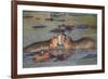 Two Hippos Fighting in Foreground of Mostly Submerged Hippos in Pool-James Heupel-Framed Photographic Print