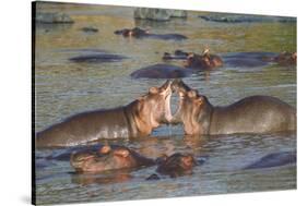 Two Hippos Fighting in Foreground of Mostly Submerged Hippos in Pool-James Heupel-Stretched Canvas